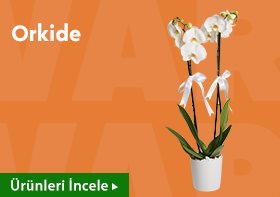 orkide kampanya