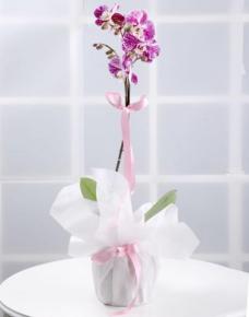 renkli orkide